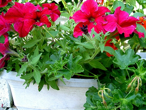 PICT5056.jpg