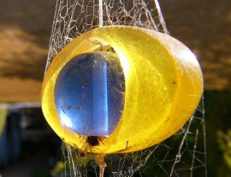 crazy web culprit.jpg