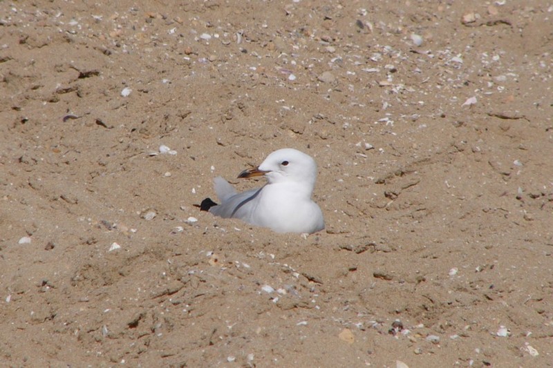 gullinsand.jpg