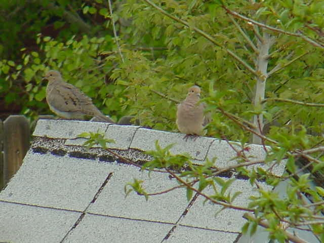 morning doves.JPG