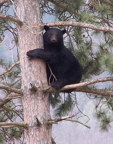 bear tree9.jpg