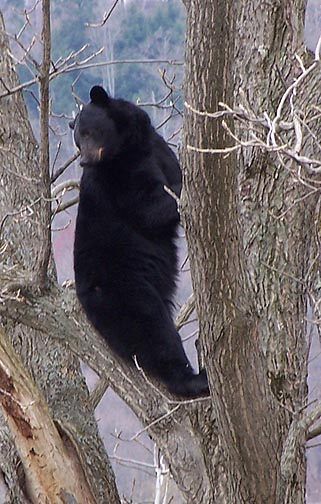 bear tree7.jpg