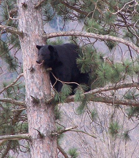 bear tree5.jpg