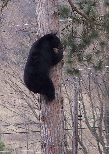 bear tree4.jpg