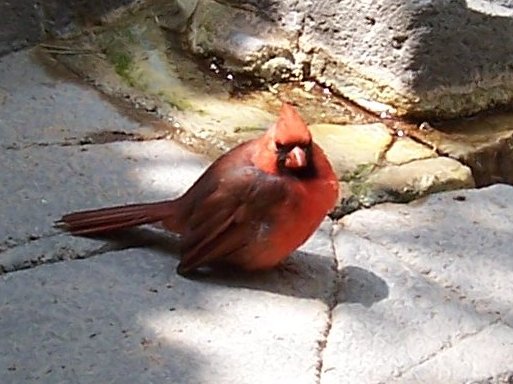 Cardinal-Cardinalis cardinalis.jpg