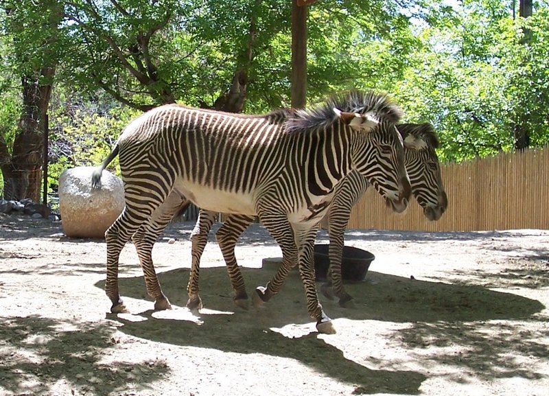 Grevy\'s Zebra.jpg