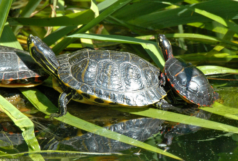 Yellowbelly Slider (Trachemys scripta scripta) and Eastern Painted Turtle (Chrysemys picta picta).jpg