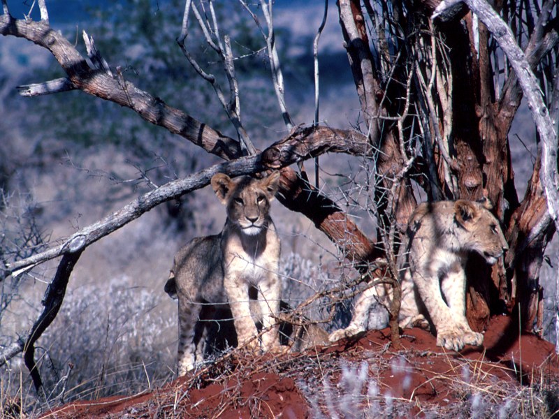 Adventurous Lion Cubs Kenya.jpg