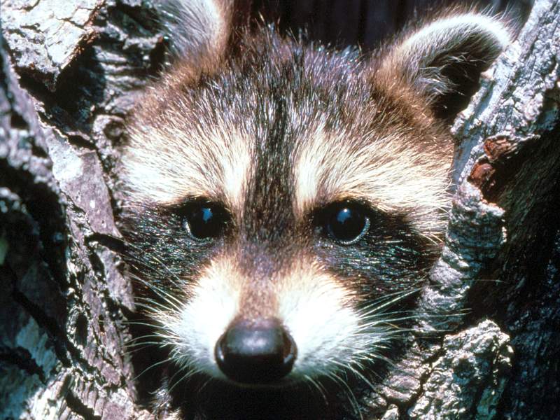 Baby Raccoon Kalispell Montana.jpg