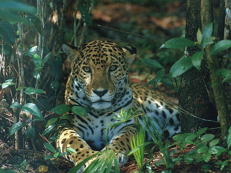 Jaguar Belize Central America.jpg