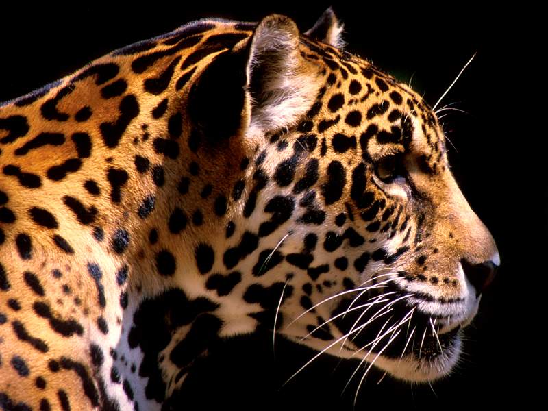 Jaguar South America.jpg