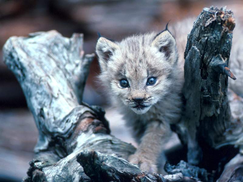 Lynx Cub Loomis State Forest Washington.jpg