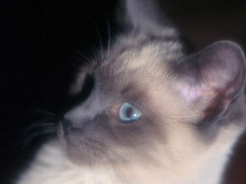 Milo The Webshots Mascot.jpg