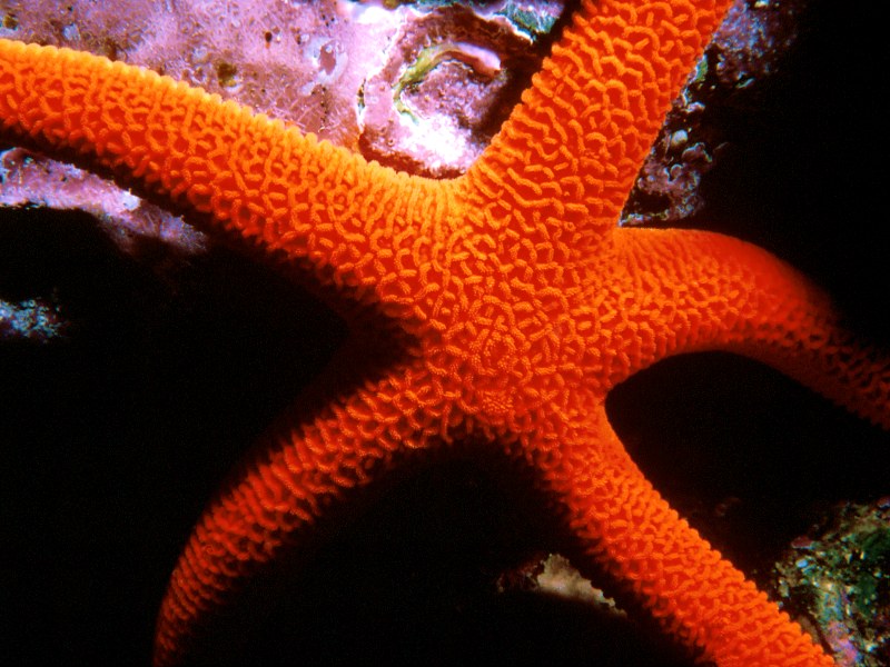 Orange Starfish Great Barrier Reef Australia.jpg