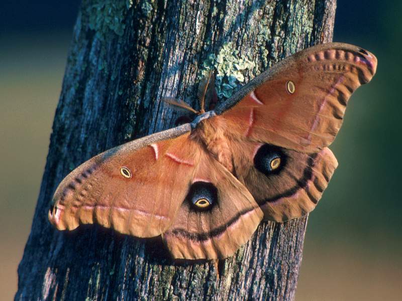 Polyphemus Moth Massachusetts.jpg
