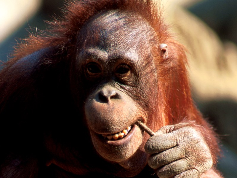 Pondering Orangutan Kalimantan Southeast Asia.jpg
