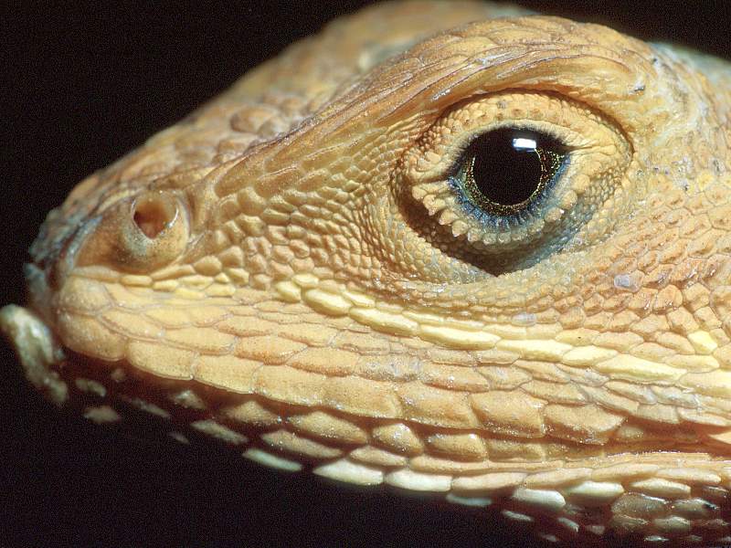 Reptile Close-Up.jpg