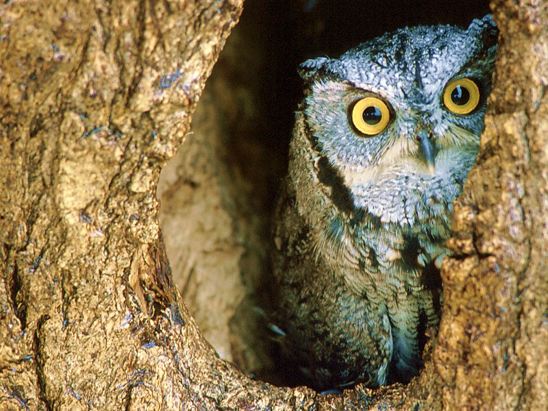 Screech Owl Southern Texas.jpg