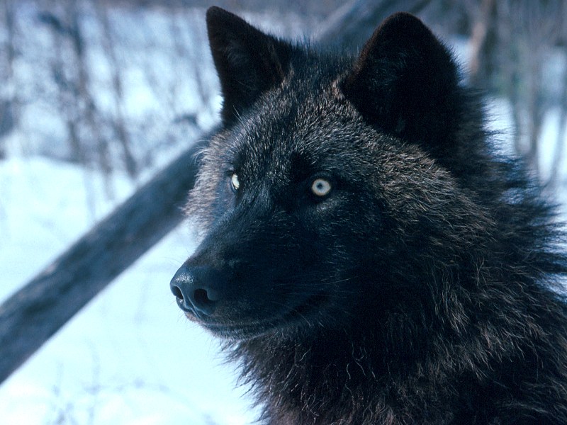 Tundra Wolf Alaska.jpg