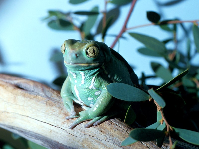 Waxy Frog Paraguay.jpg