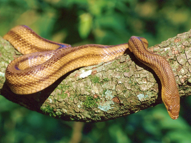 Yellow Rat Snake Southern Florida.jpg