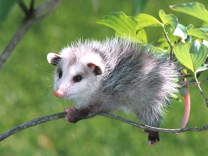 Baby Virginia Opossum.jpg