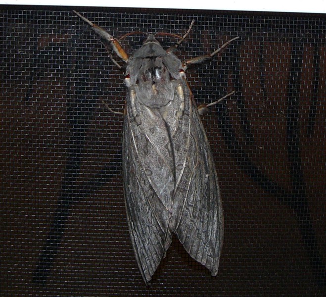moth 1a.jpg