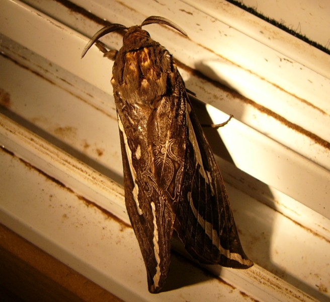 moth 2.jpg