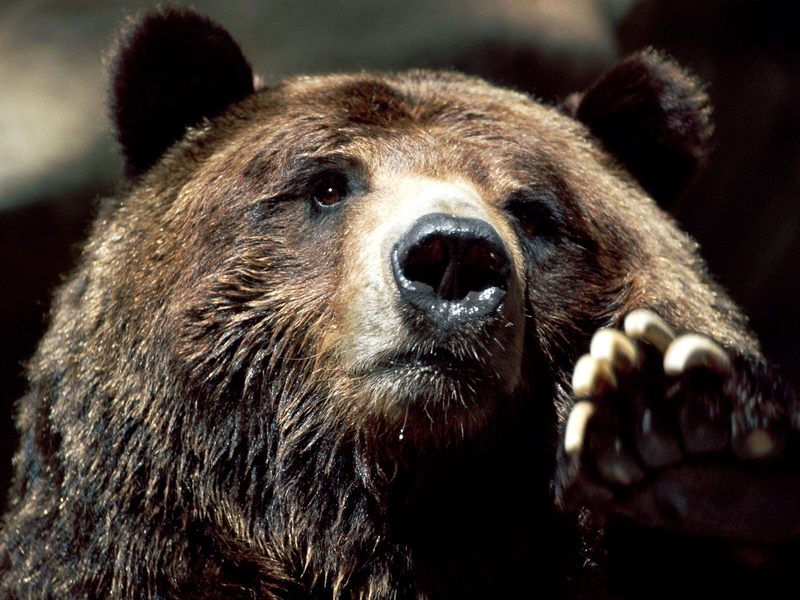 Brown Bear Up Close and Personal.jpg
