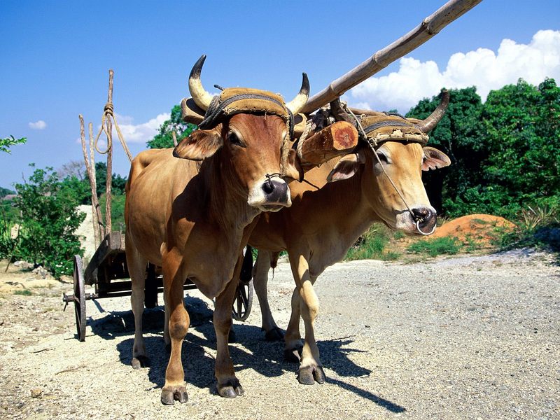 Oxen Holguin Cuba.jpg