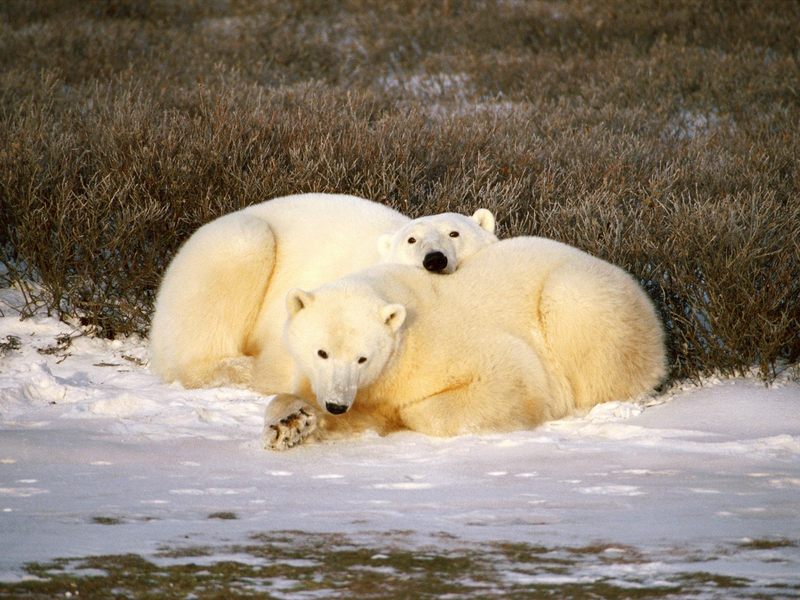 Polar Bear Cuddle.jpg