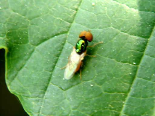 DSCF3958.jpg