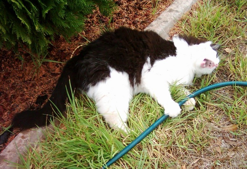 velcro hose bite.jpg