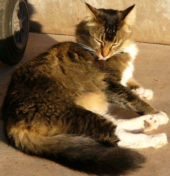 cleo licka.jpg