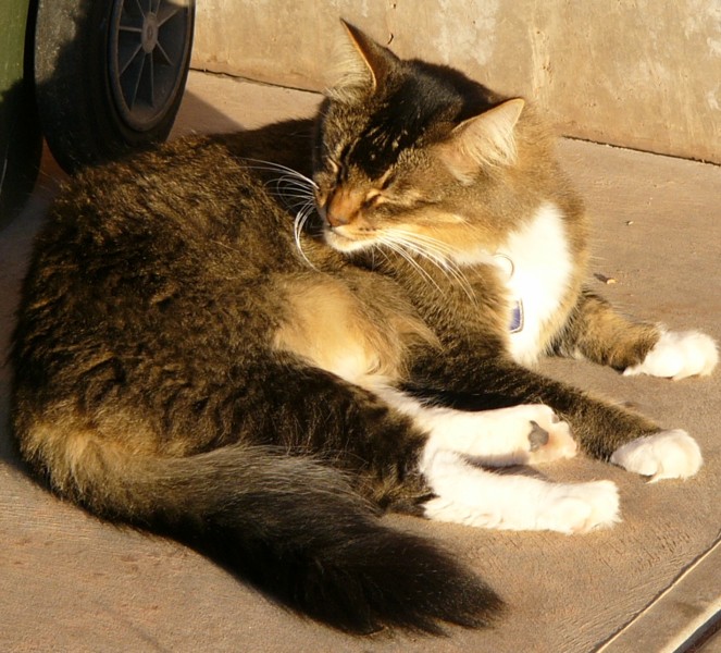 cleo whisker.jpg