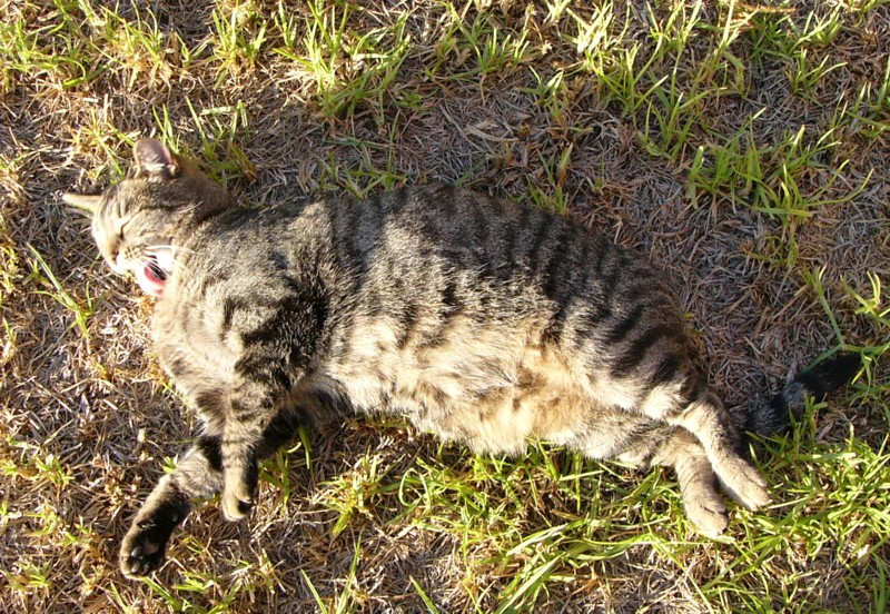 pandy sunbathe.jpg