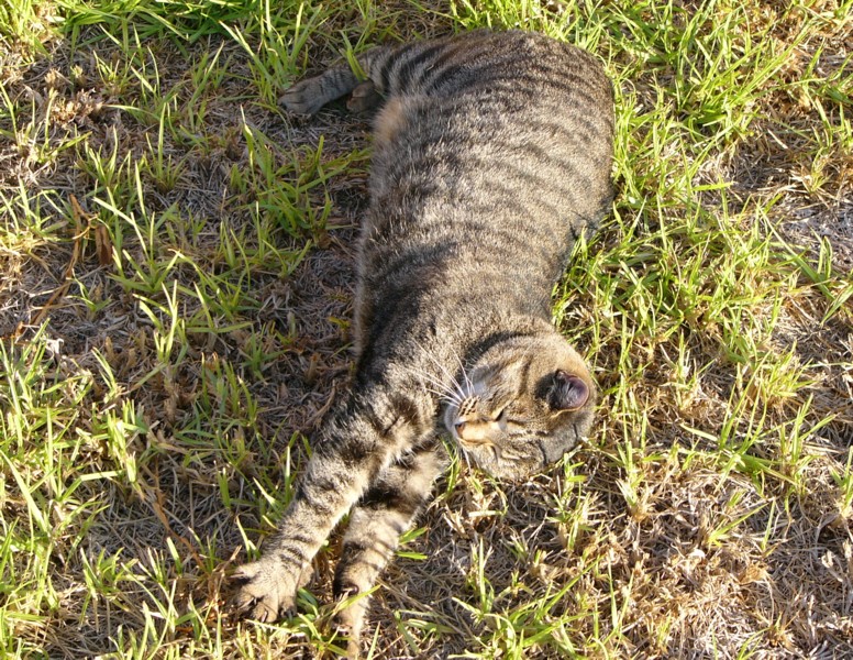 pandy stretch.jpg