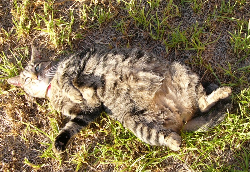 pandy belly.jpg
