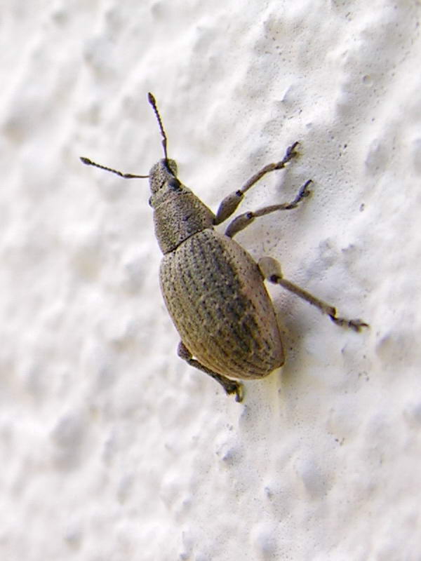 escaravello 050618 06.jpg