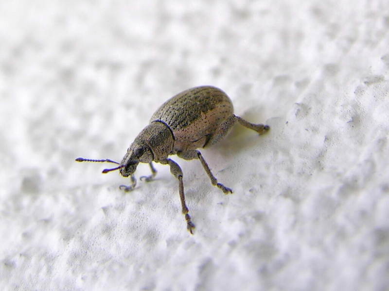 escaravello 050618 07.jpg