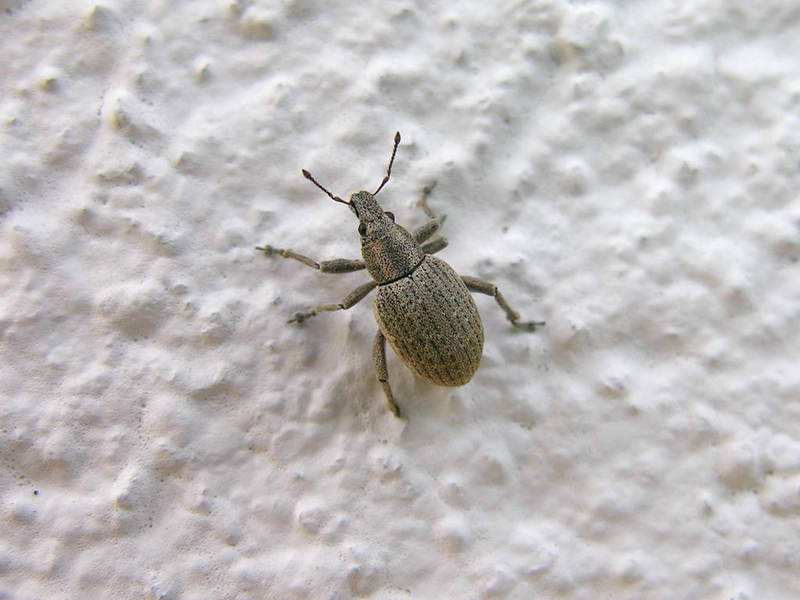 escaravello 050618 10.jpg