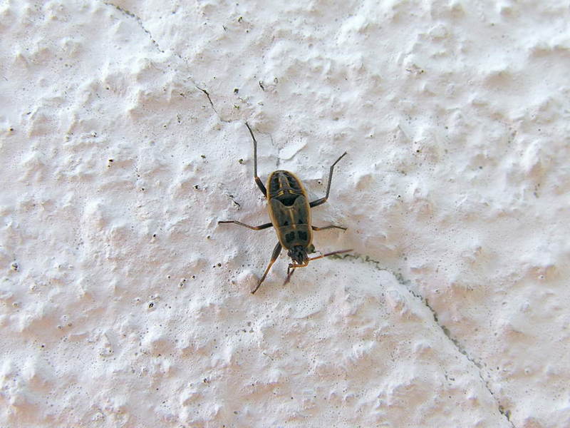 escaravello 050618 11.jpg