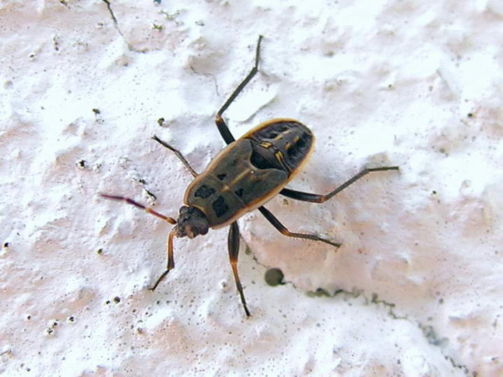 escaravello 050618 12.jpg