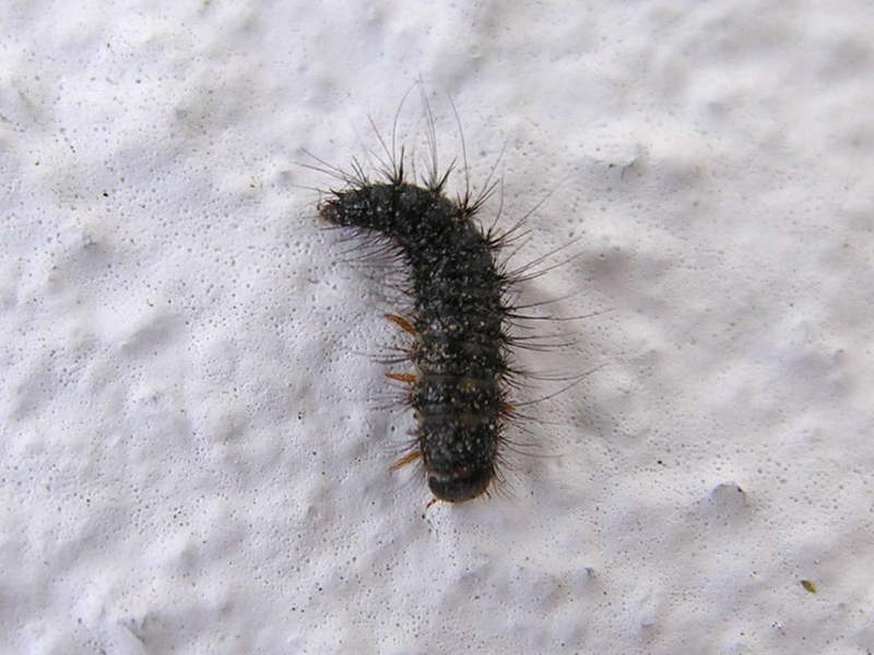 050623 12.JPG