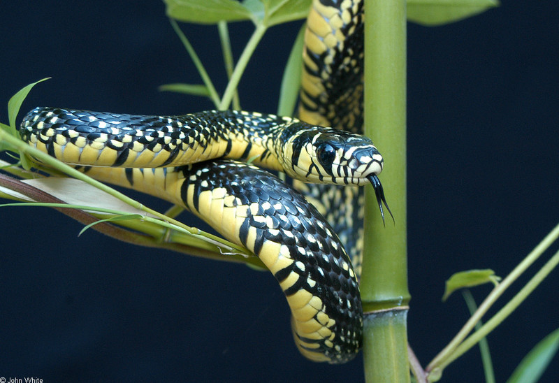 Tropical Rat Snake (Spilotes pullatus pullatus)0017.jpg