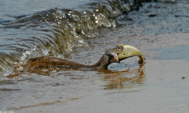 Northern Water Snake eating a fish.jpg