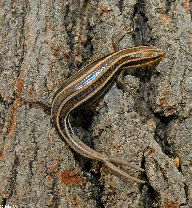 Five-lined Skink (Eumeces fasciatus) two tails.jpg