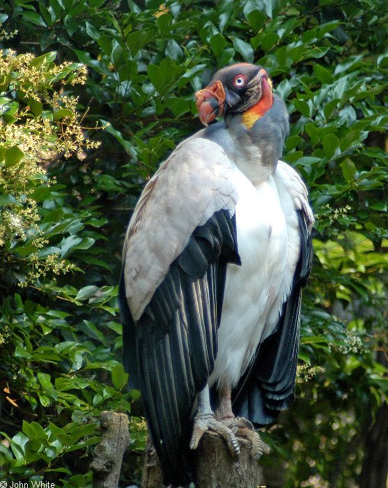 King Vulture (Sarcoramphus papa).jpg
