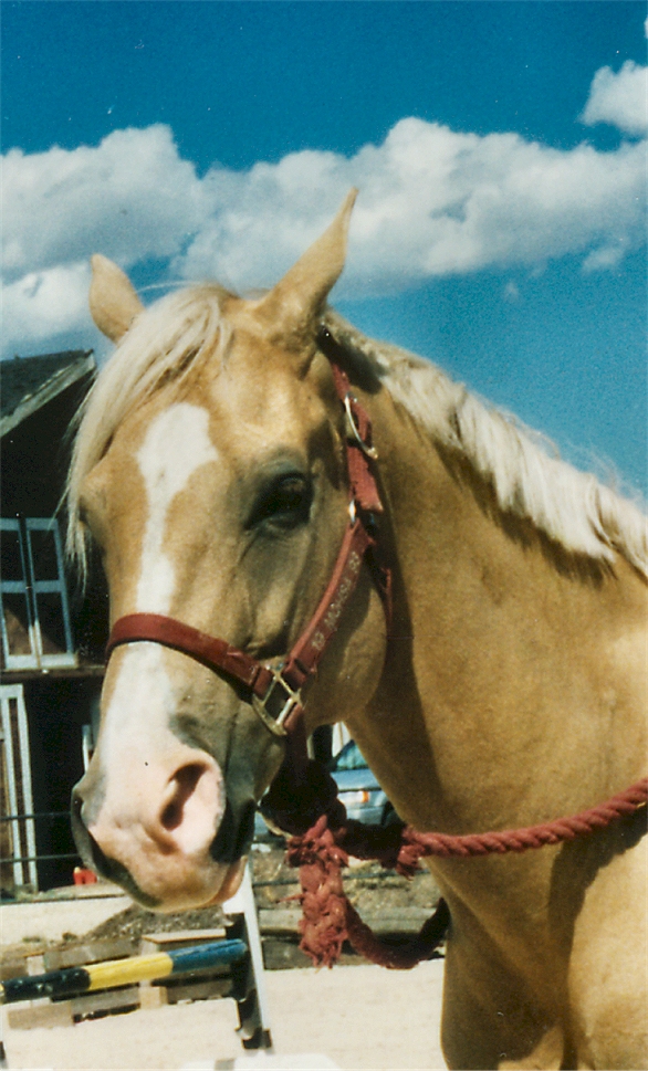 Horse Head palimino.jpg