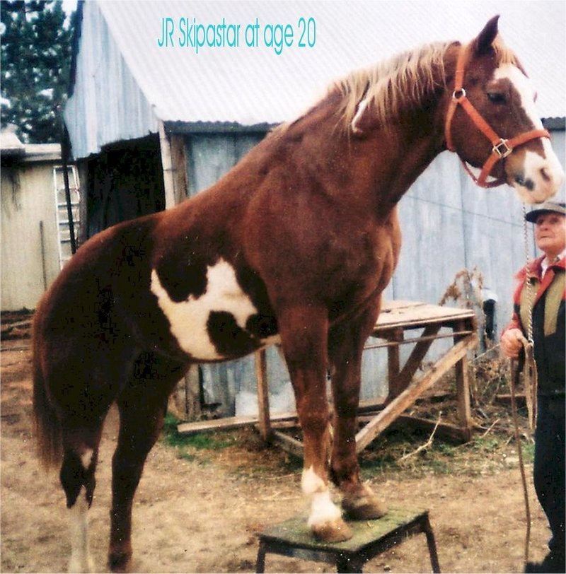 Paint Horse Stallion.jpg